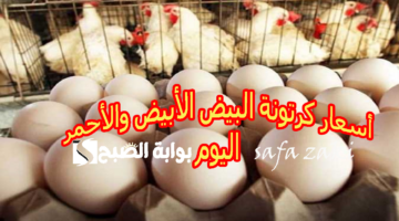 أسعار كرتونة البيض الأبيض والأحمر اليوم الأربعاء 6 نوفمبر 2024