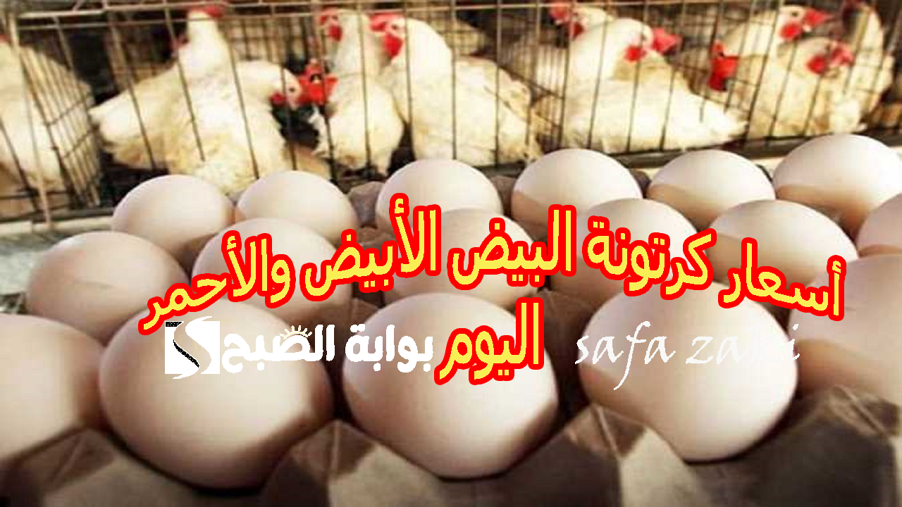 اشتري وأكل العيال .. أسعار كرتونة البيض الأبيض والأحمر اليوم الأربعاء 6 نوفمبر 2024 للبيع للمستهلك بالأسواق