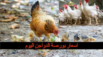اسعار بورصة الدواجن اليوم1