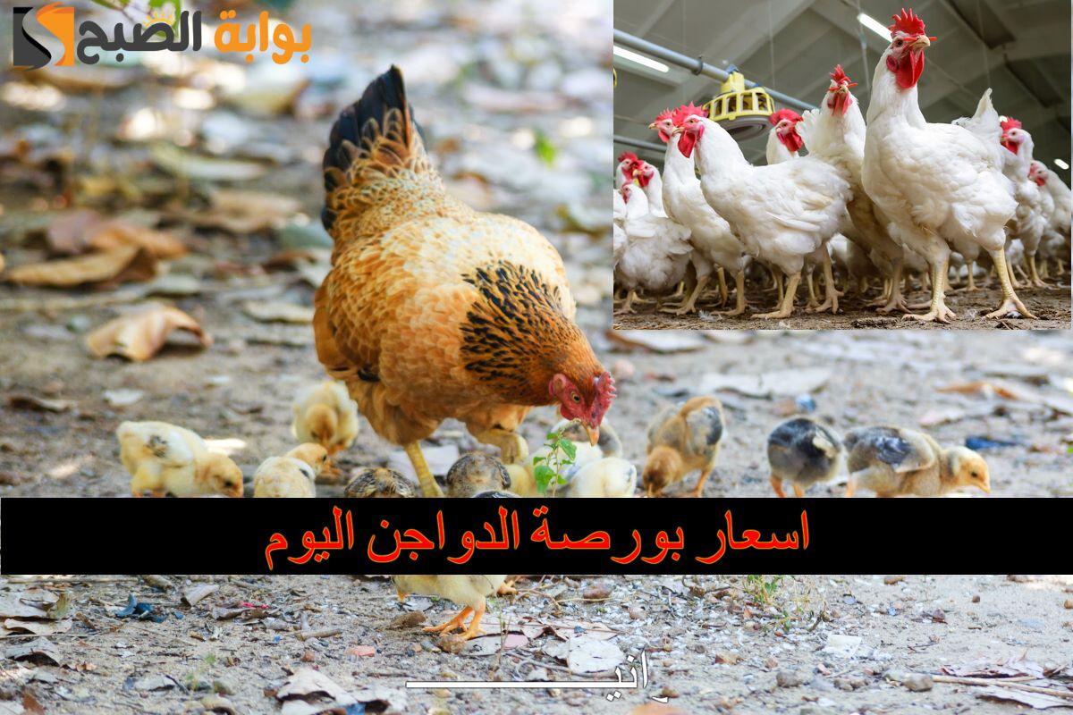 بكام الفراخ البيضاء.. اسعار بورصة الدواجن اليوم الثلاثاء 26/11/2024 في أسواق مصر 2 بكام الفراخ البيضاء.. اسعار بورصة الدواجن اليوم الثلاثاء 26/11/2024 في أسواق مصر