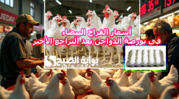 الفراخ