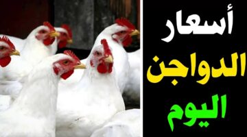 الفراخ وصلت كام؟. أسعار الدواجن اليوم وكرتونة البيض في البورصة والأسواق بعد آخر انخفاض