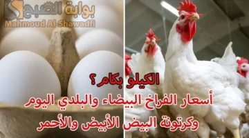 الكيلو بكام؟. أسعار الفراخ البيضاء وكرتونة البيض الأبيض والأحمر بالأسواق اليوم الجمعة 29 نوفمبر 2024