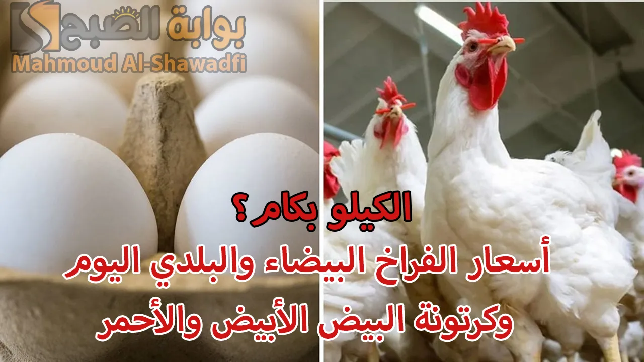 الكيلو بكام؟.. أسعار الفراخ البيضاء وكرتونة البيض الأبيض والأحمر بالأسواق اليوم الجمعة 29 نوفمبر 2024 2 الكيلو بكام؟.. أسعار الفراخ البيضاء وكرتونة البيض الأبيض والأحمر بالأسواق اليوم الجمعة 29 نوفمبر 2024