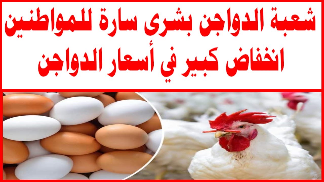 “شوف الكيلو وصل كام”.. انخفاض كبير يضرب الدواجن في مصر اليوم الأربعاء 13/11/2024 وسعر الفراخ البيضاء مفاجأة