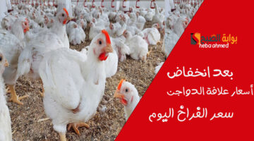 بعد انخفاض أسعاار علافة الدواجن سعر االفراخ اليوم