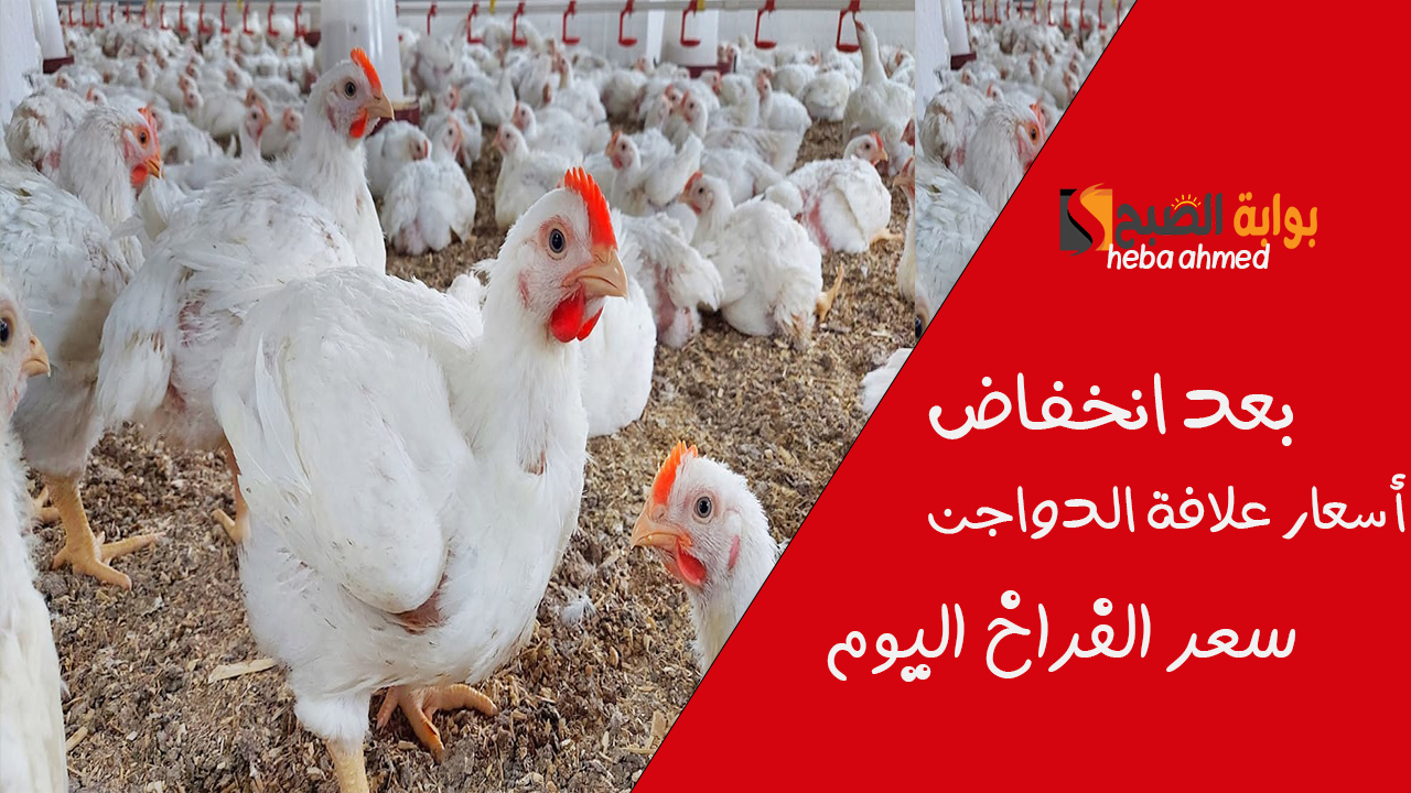 بعد انخفاض أعلاف الدواجن… سعر الفراخ اليوم الجمعة 15 نوفمبر للمستهلك وفي البورصة