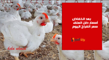 بعد انخفاض أسعار طن العلف سعر االفراخ اليوم