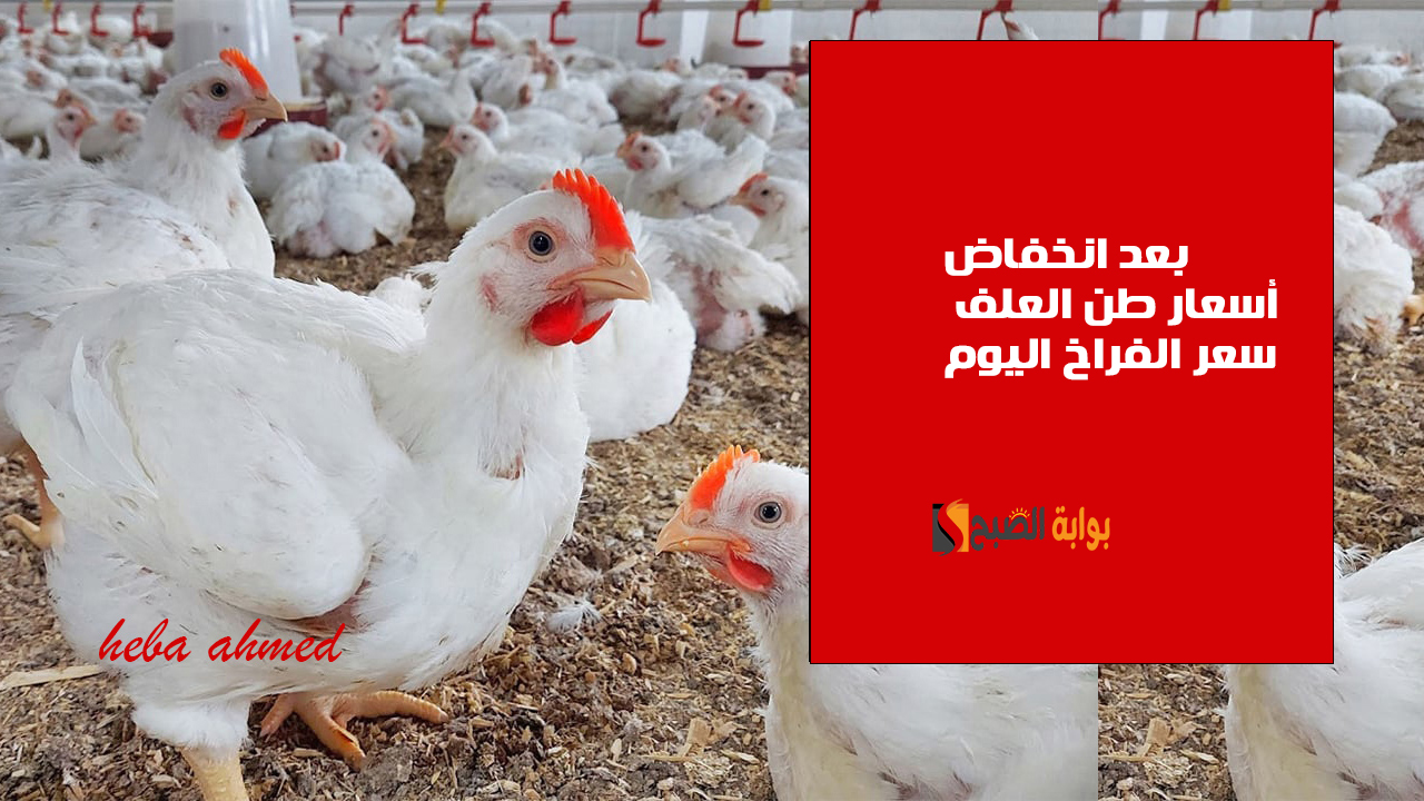 بعد انخفاض أسعار العلف... سعر الفراخ اليوم الثلاثاء 12 نوفمبر في البورصة وللمستهلك 5 بعد انخفاض أسعار العلف… سعر الفراخ اليوم الثلاثاء 12 نوفمبر في البورصة وللمستهلك