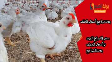 بعد تراجع أسعار العلف اااليوم سعر الفراخ والبيض بعد التراجع 1