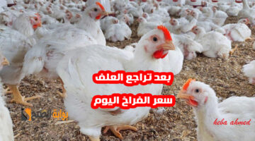 بعد تراجع العلف سعر الفراخ اليوم