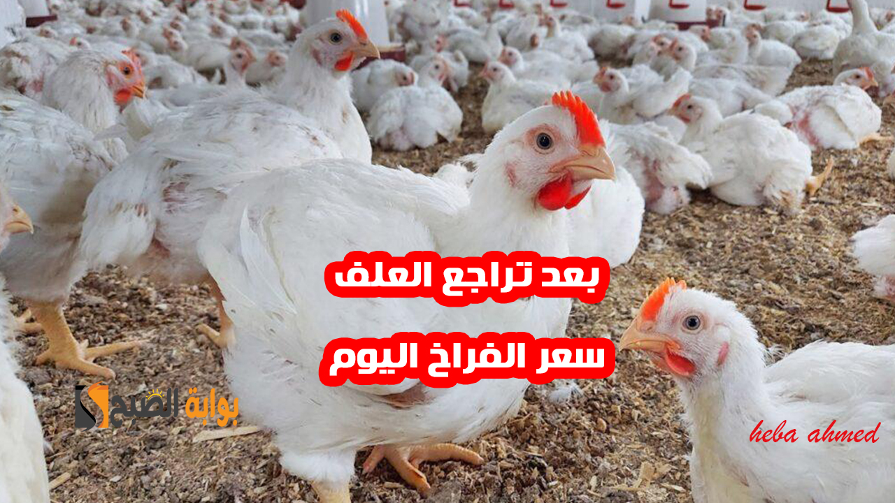 بعد تراجع العلف… سعر الفراخ اليوم السبت 23 نوفمبر في البورصة وللمستهلك