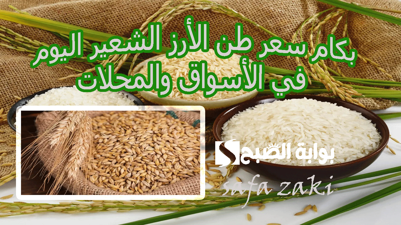 كيلو الأرز بكام النهارده؟ .. بكام سعر طن الأرز الشعير اليوم في الأسواق والمحلات عريض ورفيع الحبة