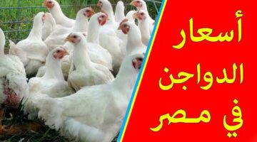 بورصة الدواجن اليوم. أسعار الفراخ البيضاء والبلدي والساسو الاثنين 11 11 2024