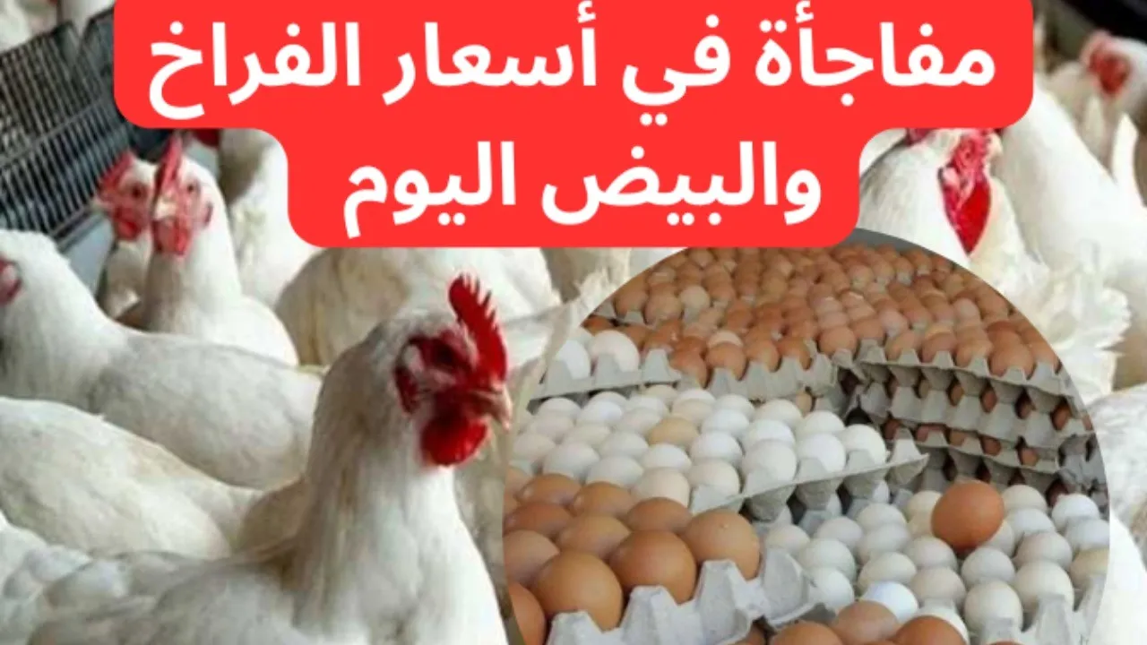 بورصة الدواجن اليوم.. أسعار الفراخ البيضاء والبلدي والساسو وكم سجلت كرتونة البيض الجمعة 15-11-2024؟ 2 بورصة الدواجن اليوم.. أسعار الفراخ البيضاء والبلدي والساسو وكم سجلت كرتونة البيض الجمعة 15-11-2024؟