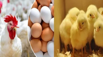 بورصة الدواجن اليوم. أسعار الفراخ البيضاء والبلدي والكتاكيت في الأسواق وكرتونة البيض تسجل 160 جنيهًا