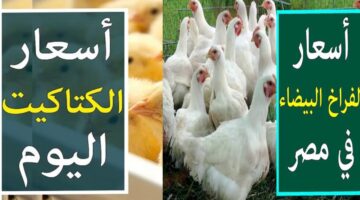 بورصة الدواجن اليوم. أسعار الفراخ البيضاء والكتاكيت بعد آخر ارتفاع الجمعة 8 نوفمبر 2024