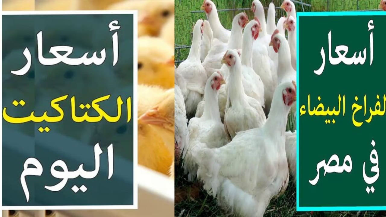 بورصة الدواجن اليوم.. أسعار الفراخ البيضاء والكتاكيت بعد آخر ارتفاع السبت 9 نوفمبر 2024 2 بورصة الدواجن اليوم.. أسعار الفراخ البيضاء والكتاكيت بعد آخر ارتفاع السبت 9 نوفمبر 2024