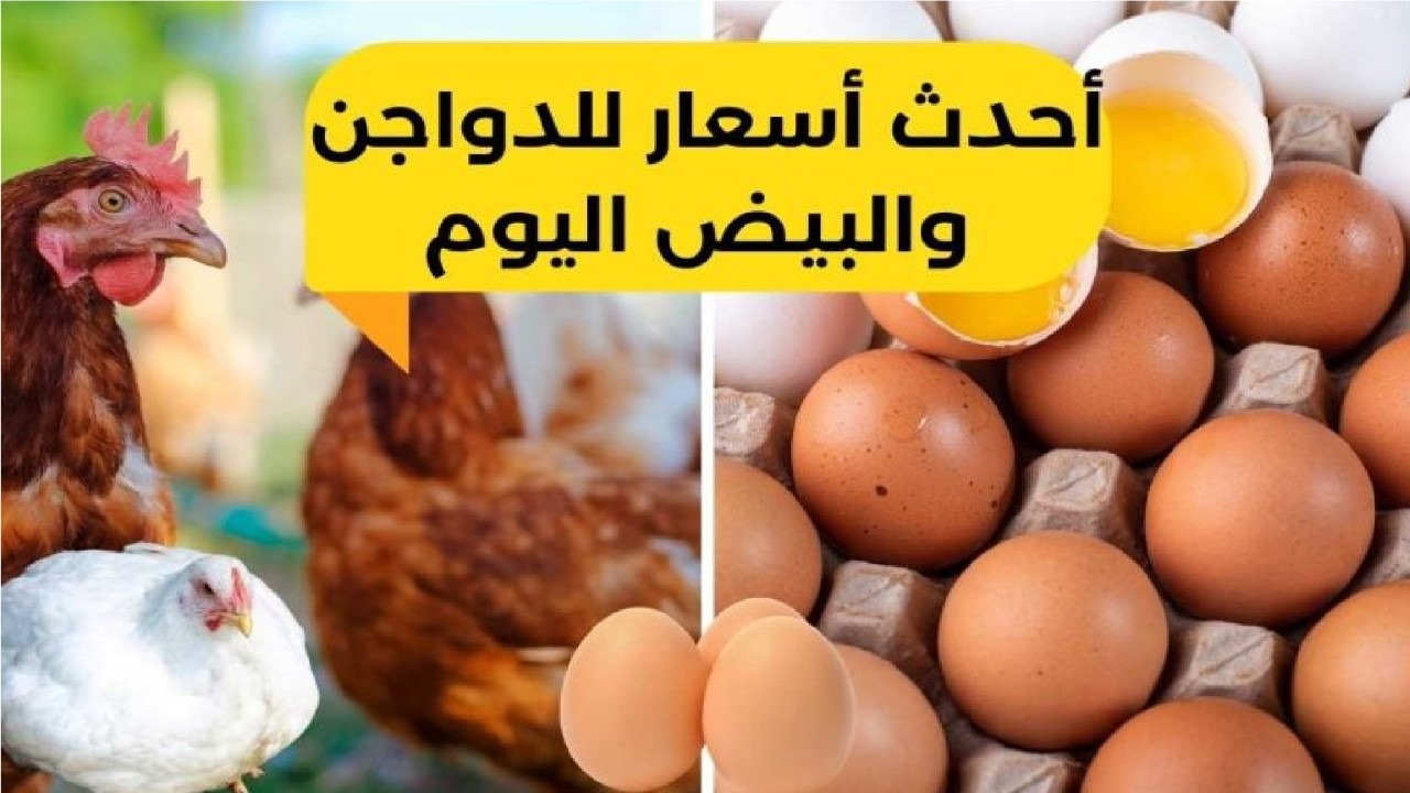 بورصة الدواجن اليوم.. انخفاض أسعار الفراخ البيضاء والبلدي وكرتونة البيض تسجل 189 جنيهًا! 5 بورصة الدواجن اليوم.. انخفاض أسعار الفراخ البيضاء والبلدي وكرتونة البيض تسجل 189 جنيهًا!
