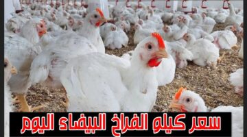 بورصة الدواجن اليوم. انخفاض كبير في أسعار الفراخ البيضاء اليوم بالأسواق بكام الكيلو؟