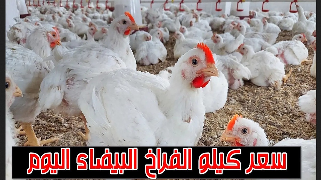 "بورصة الدواجن اليوم".. انخفاض كبير في أسعار الفراخ البيضاء بالأسواق بكام الكيلو؟ 2 “بورصة الدواجن اليوم”.. انخفاض كبير في أسعار الفراخ البيضاء بالأسواق بكام الكيلو؟