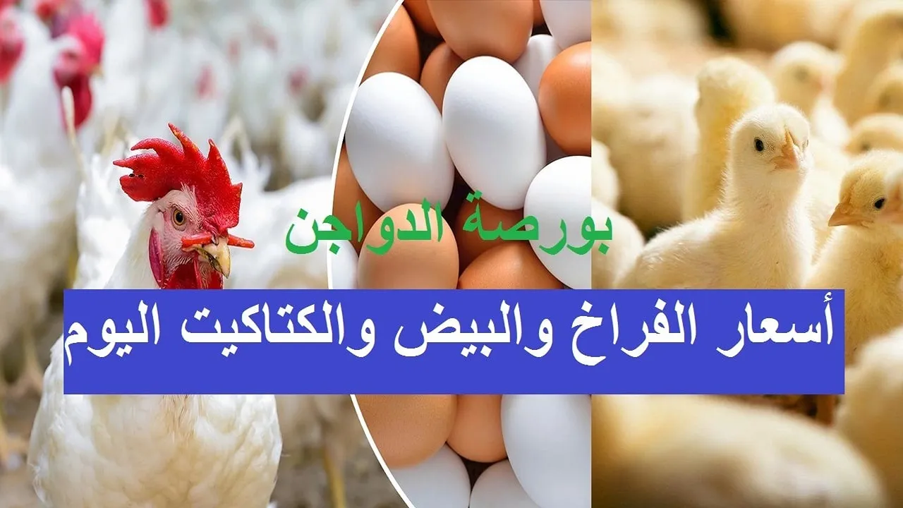 "بورصة الدوجن".. أسعار الفراخ والبيض والكتاكيت اليوم بعد آخر ارتفاع بالأسواق 2 “بورصة الدوجن”.. أسعار الفراخ والبيض والكتاكيت اليوم بعد آخر ارتفاع بالأسواق
