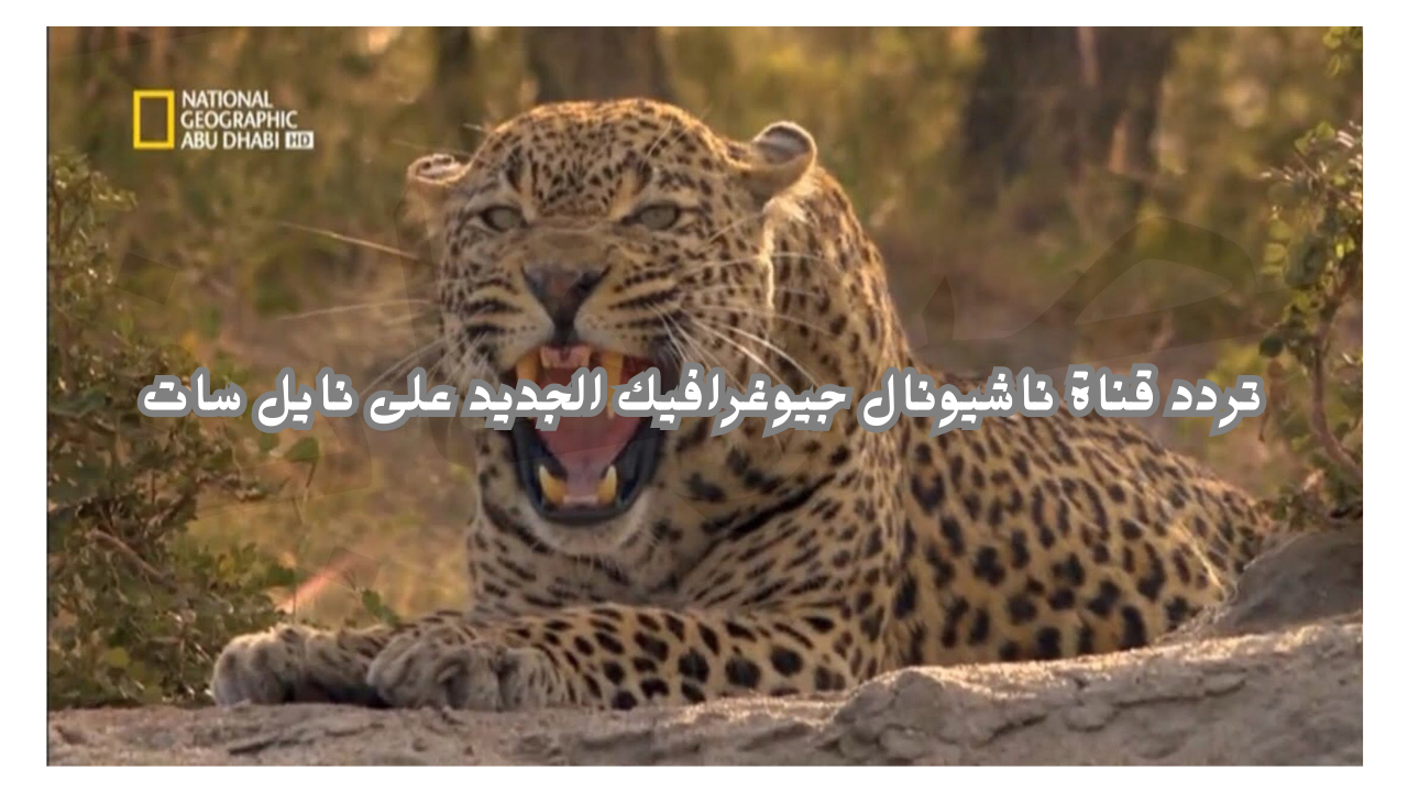 اضبطها الآن.. تردد قناة ناشيونال جيوغرافيك الجديد على نايل سات National Geographic لمتابعة عالم الطبيعة