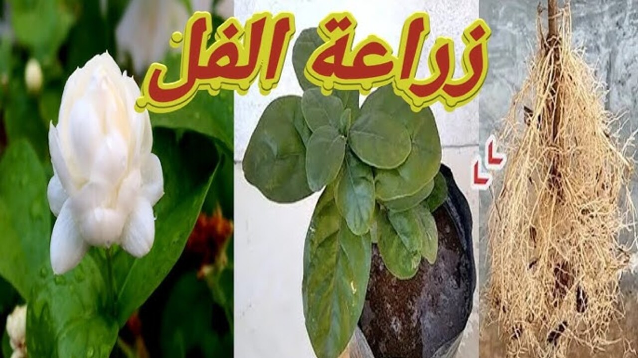 سر نجاح زراعة الفل في المنزل للاستمتاع برائحة عطرية فواحهة في البيت والطاقة الايجابية