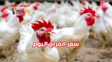 سعر االفراخ اليوم 1