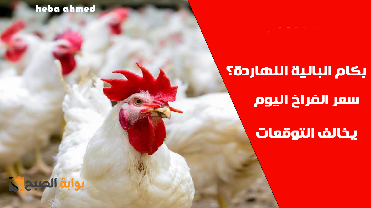 بكام كيلو البانية النهاردة… سعر الفراخ اليوم الأحد 3 نوفمبر بعد ارتفاعه في البورصة والأسواق