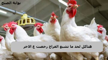 سعر الدواجن في مصر