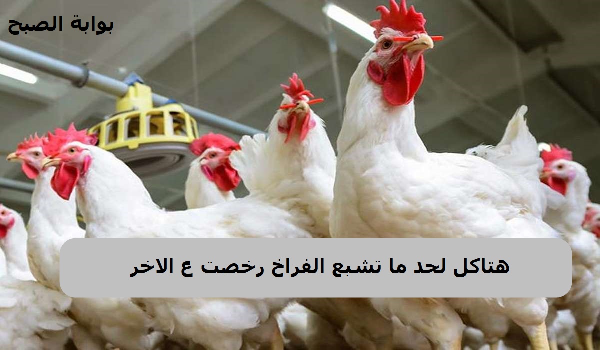 "الفراخ تسجل أقل سعر" .. سعر الدواجن في مصر اليوم الاثنين 11/11/2024 وانخفاض جديد يسيطر على الأسواق 5 “الفراخ تسجل أقل سعر” .. سعر الدواجن في مصر اليوم الاثنين 11/11/2024 وانخفاض جديد يسيطر على الأسواق
