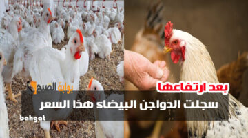 سعر الفرااخ اليوم بعد ارتفاعها