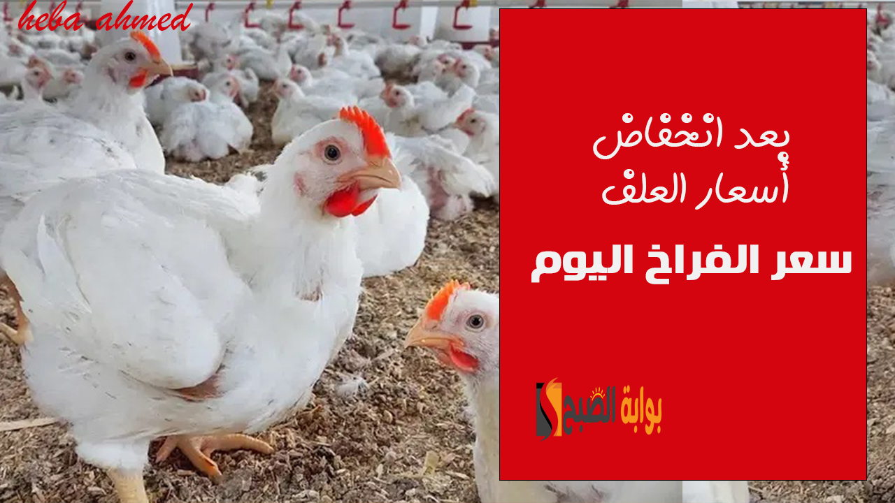 بعد تراجع أسعار العلف… سعر الفراخ اليوم الأربعاء 13 نوفمبر بالبورصة وللمستهلك