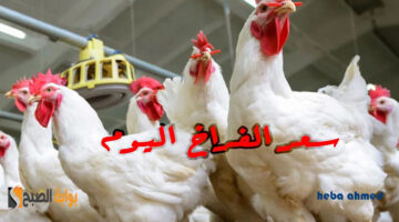 سعر الفراخ االيوم بعد تراجعها وتراجع العلف