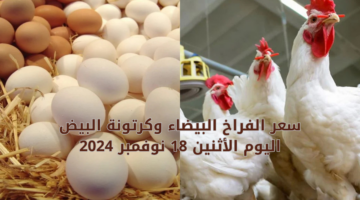 سعر الفراخ البيضاء اليوم