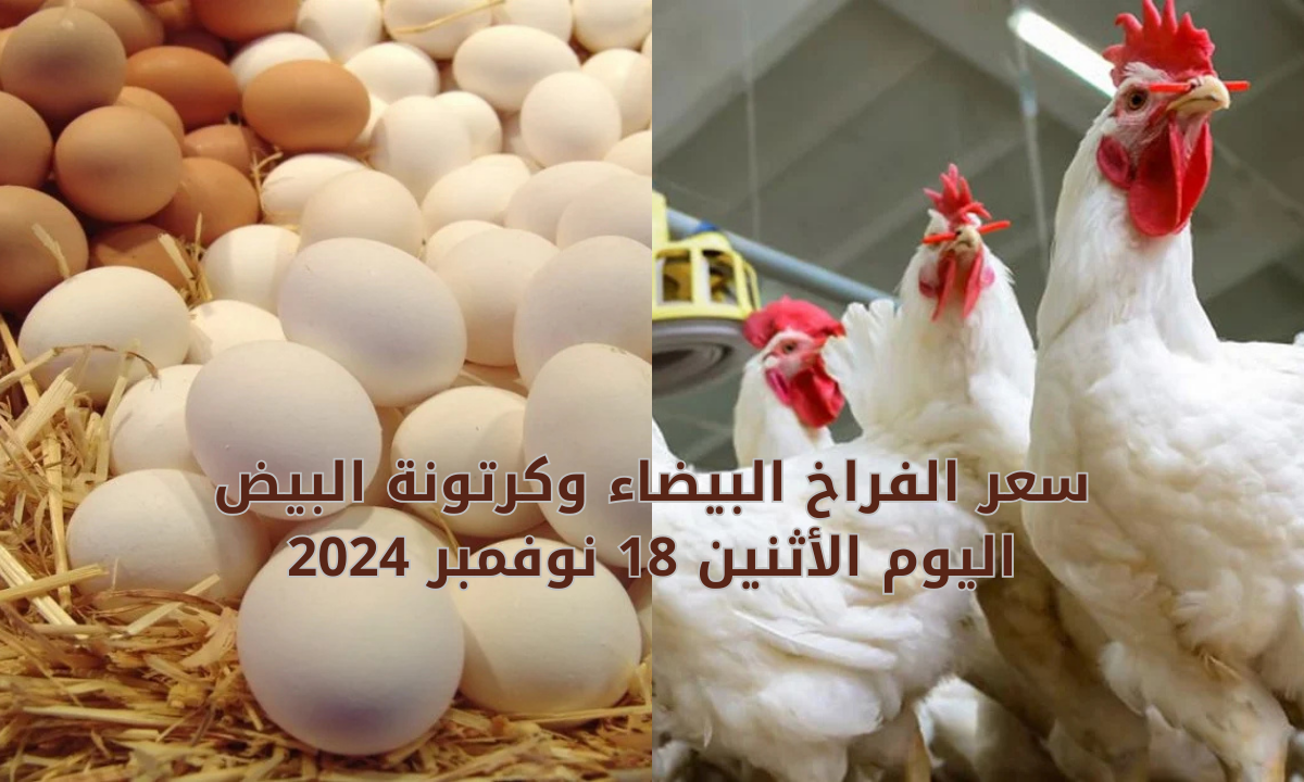 “آخر تحديث لبورصة الدواجن”.. سعر الفراخ البيضاء وكرتونة البيض اليوم الأثنين 18 نوفمبر 2024 في الأسواق والمحلات