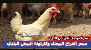 سعر الفراخ البيضاء وكارتونة البيض البلدي بالأسواق