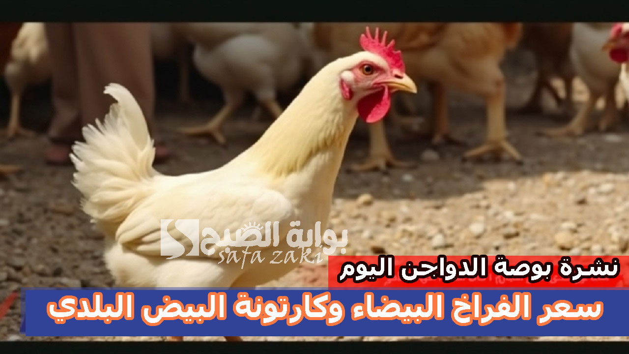 الفرخة وصلت كام .. سعر الفراخ البيضاء وكرتونة البيض البلدي بالأسواق اليوم الاربعاء27-11-2024 للبيع في المزارع والأسواق 3 الفرخة وصلت كام .. سعر الفراخ البيضاء وكرتونة البيض البلدي بالأسواق اليوم الاربعاء27-11-2024 للبيع في المزارع والأسواق