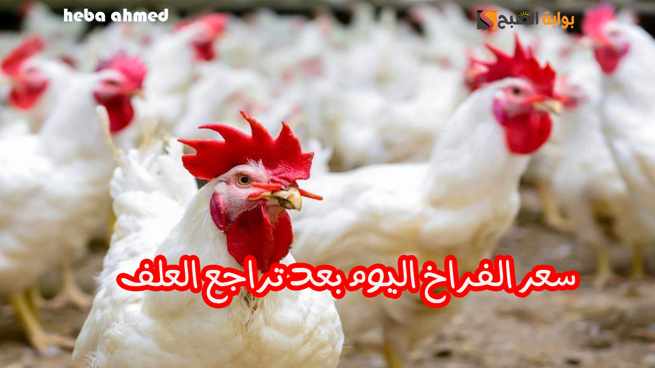 بكم الدواجن النهاردة للمستهلك… سعر الفراخ اليوم السبت 16 نوفمبر بعد تراجع العلف
