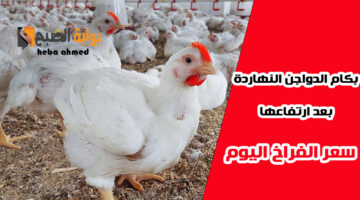 سعر الفراخ اليوم بعد اارتفاعها والدواجن البيضاء