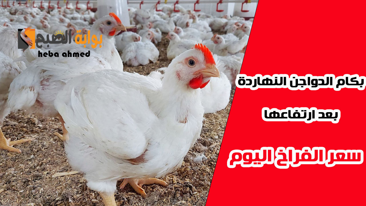الدواجن بكام النهاردة... سعر الفراخ اليوم الجمعة 8 نوفمبر في البورصة وللمستهلك بعد ارتفاعها 4 الدواجن بكام النهاردة… سعر الفراخ اليوم الجمعة 8 نوفمبر في البورصة وللمستهلك بعد ارتفاعها