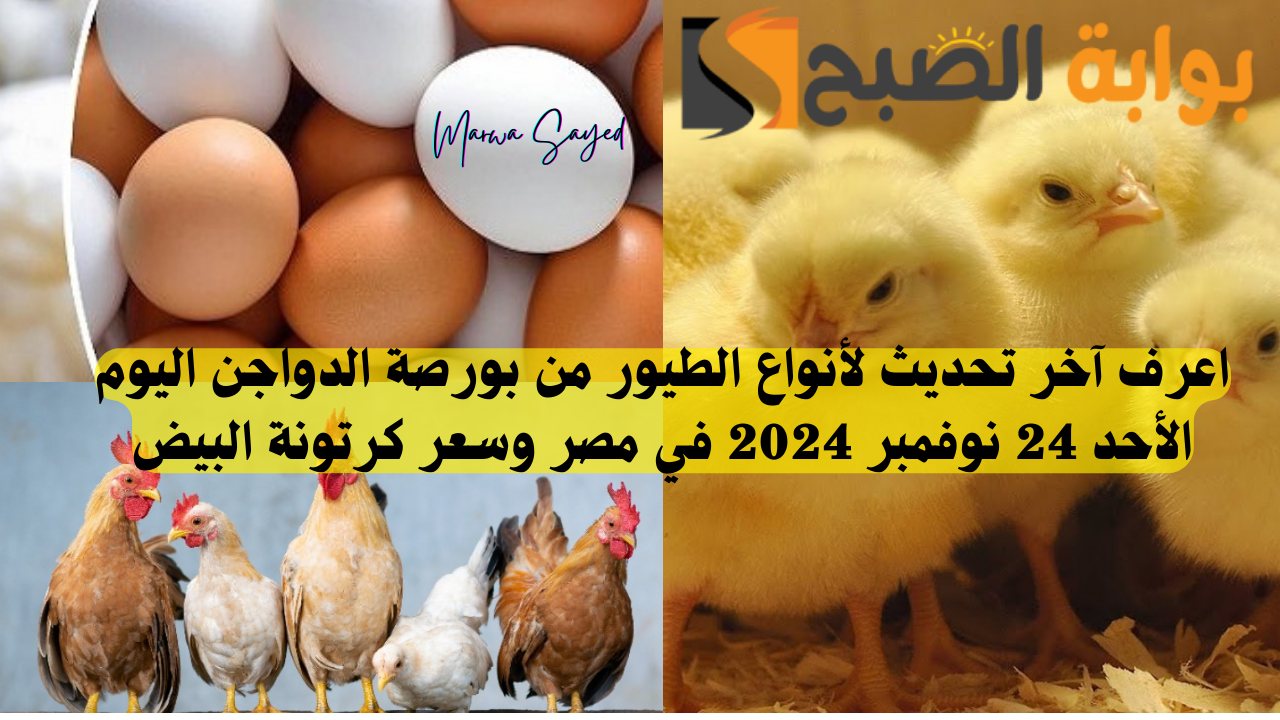 “بكام كيلو الفراخ وصل النهاردة” .. اعرف آخر تحديث لأنواع الطيور من بورصة الدواجن اليوم الأحد 24 نوفمبر 2024 في مصر وسعر كرتونة البيض