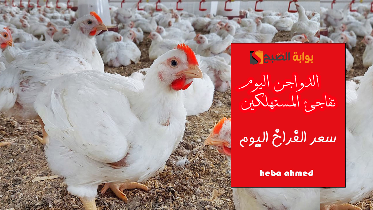 الدواجن تفاجئ المستهلكين… سعر الفراخ اليوم الإثنين 18 نوفمبر للمستهلك والبورصة