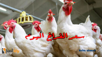 سعر الفرراخ اليوم في البورصة واالأسواق