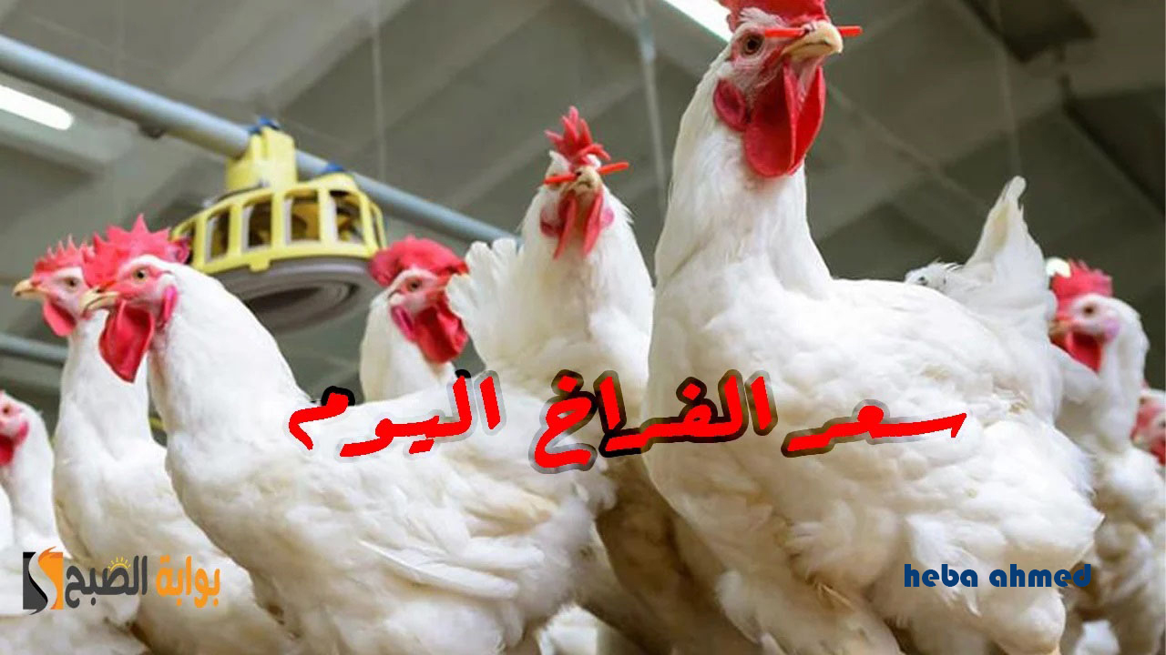 لو لسه مشتريتش ألحق أشتريها… سعر الفراخ اليوم الثلاثاء 5 نوفمبر بعد انخفاضها