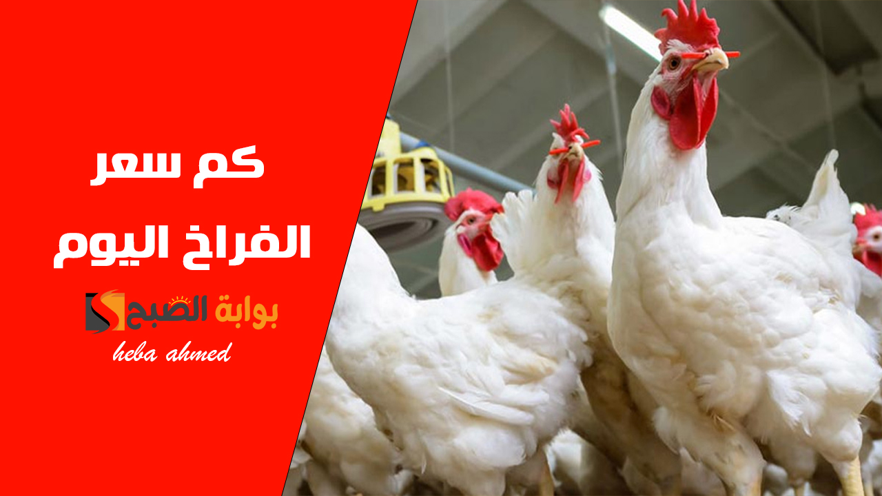 بكام الفراخ النهاردة…. سعر الفراخ اليوم الإثنين 4 نوفمبر بعد انخفاضها بالبورصة والأسواق