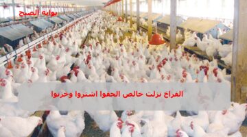 سعر بورصة الدواجن