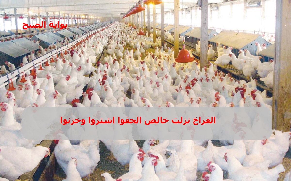 "كيلو الفراخ بكام النهاردة" .. أسعار بورصة الدواجن اليوم الأحد 17/11/2024 بعد الهبوط الأخير والفراخ البيضاء مفاجأة 5 “كيلو الفراخ بكام النهاردة” .. أسعار بورصة الدواجن اليوم الأحد 17/11/2024 بعد الهبوط الأخير والفراخ البيضاء مفاجأة