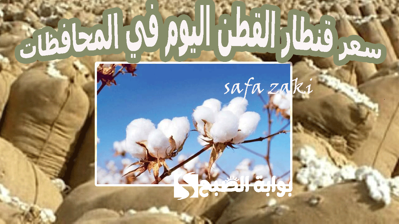 للعرائس بكام “الذهب الأبيض” .. سعر قنطار القطن اليوم الجمعة 8 نوفمبر 2024 في مختلف محافظات الوجه البحري والقبلي
